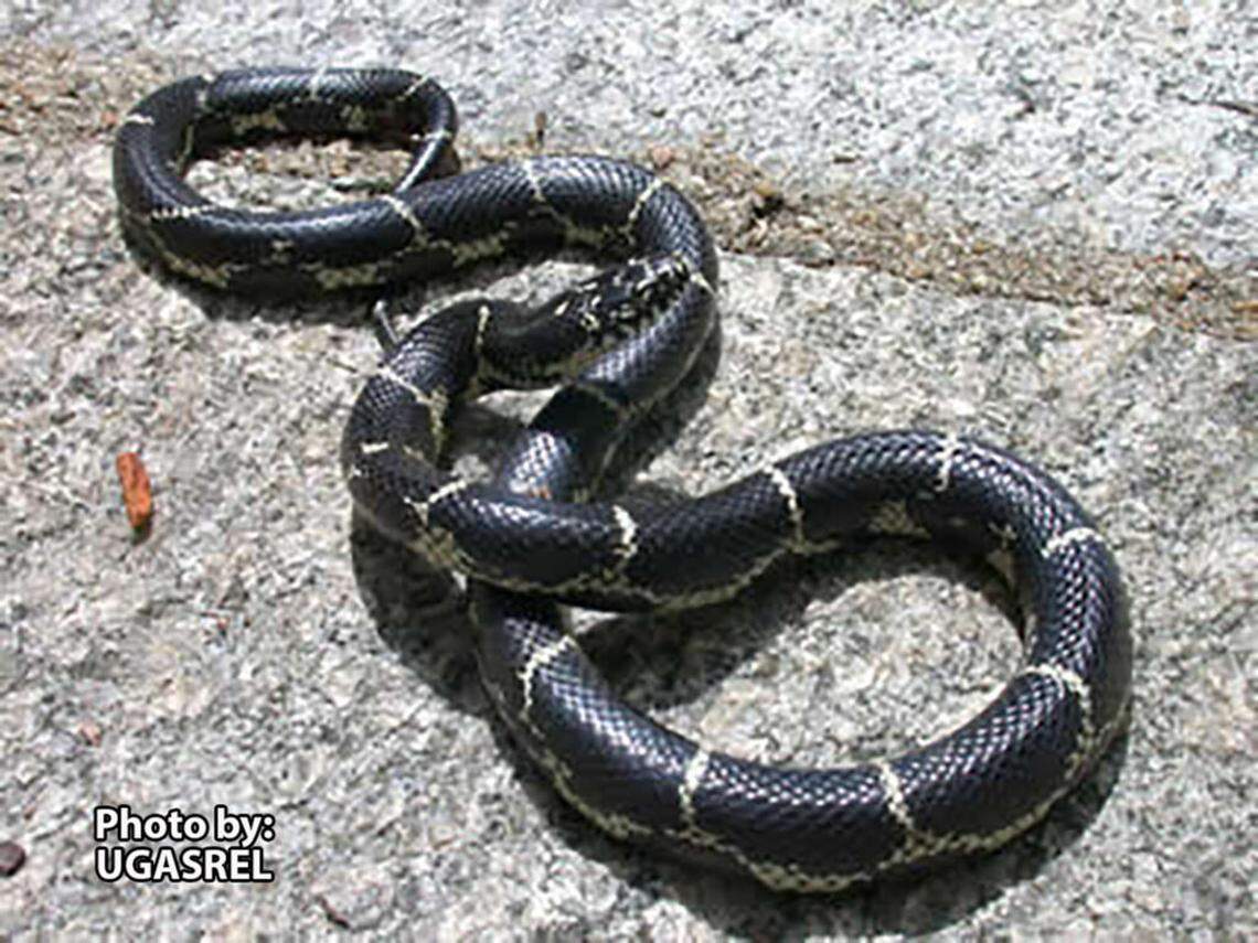 Meet the GA snake that will eat a venomous copperhead for a snack. Can it hurt you too?