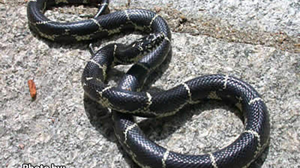 An image of a black kingsnake in GA.
