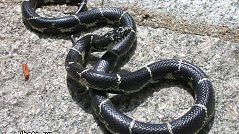 Meet the GA snake that will eat a venomous copperhead for a snack. Can it hurt you too?