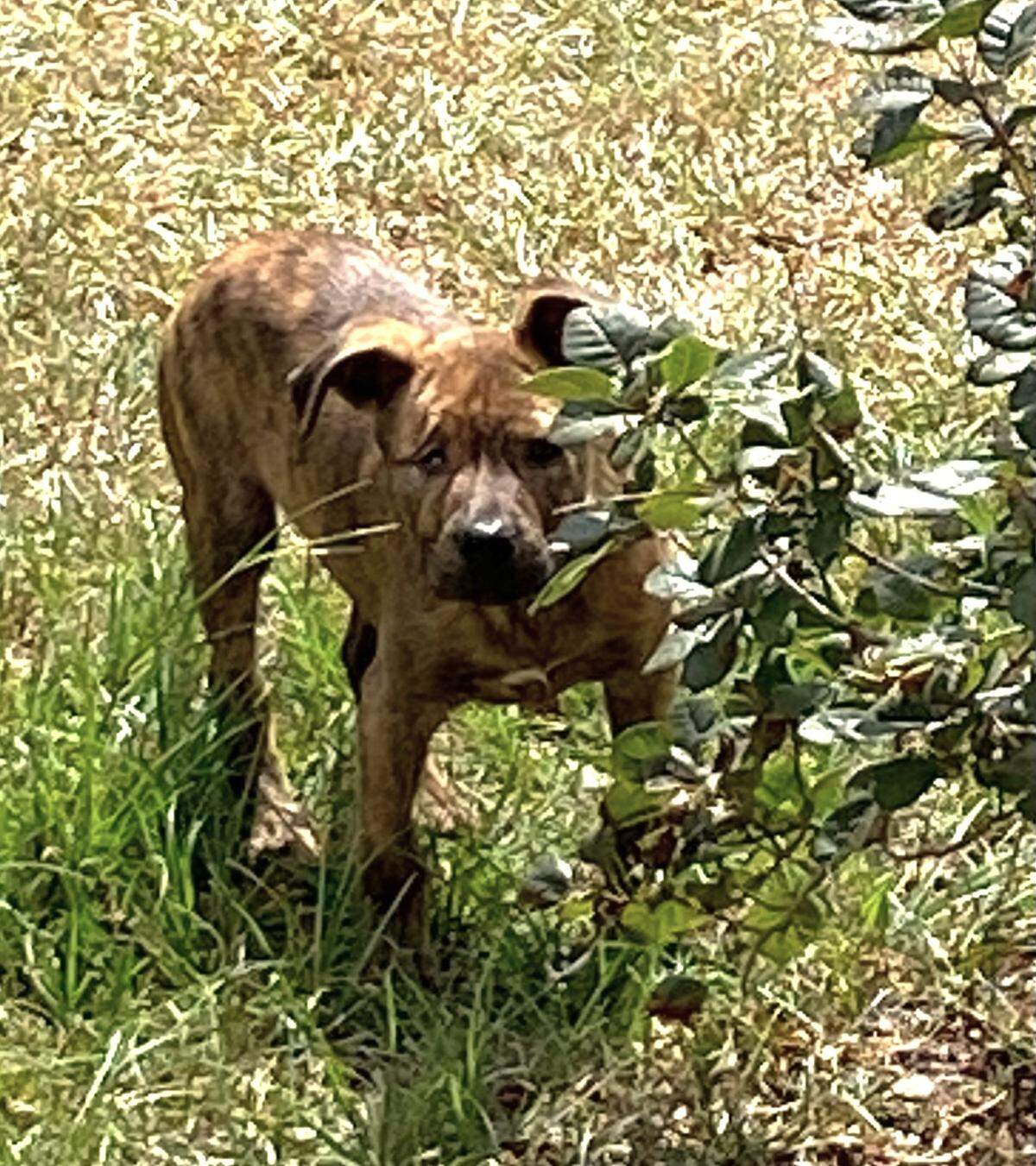 Guy Paine, a puppy that had been tortured over a long period of time and thrown over a Macon bridge in May is making a miraculous recovery.