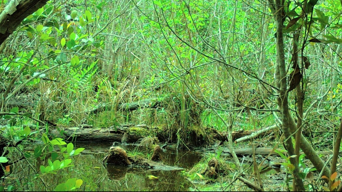 This is a photo of an active alligator nursery in Georgia’s Okefenokee Swamp Park. How many baby alligators can you find?