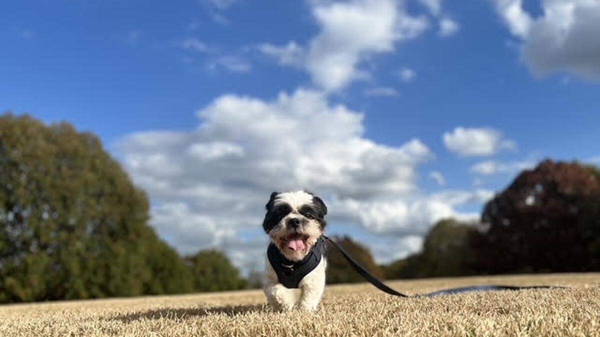 Sebastian the Shih Tzu is the Telegraph’s 2025 cutest dog.