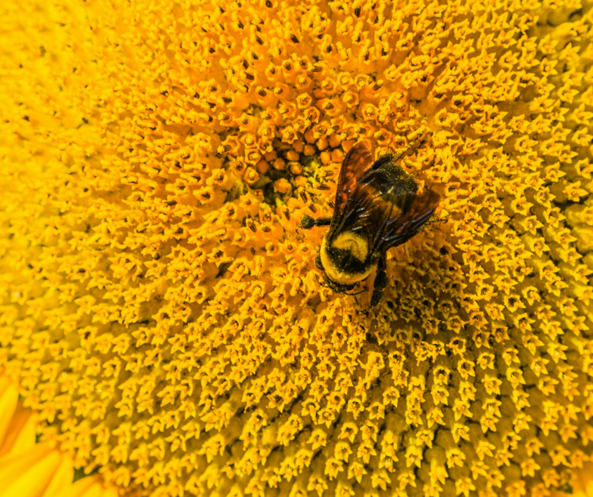 Is the pollen count high?