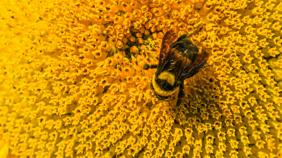 Is the pollen count high?