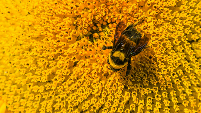 Is the pollen count high in Youngstown Ohio yet? Here’s what to expect in coming days