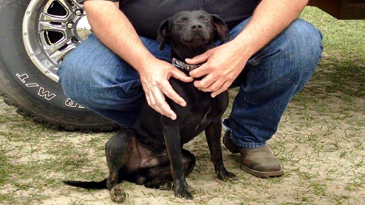 SUBMITTED PHOTO 
 Richard Stephens and his dog, Rambo, are reunited after the dog disappeared from the parking lot of Perry restaurant near Interstate 75 last week. Stephens got some help in the search for Rambo from Perry police, a restaurant employee working the drive-through window and friends on Facebook. The dog was found more than 900 miles away in Michigan.