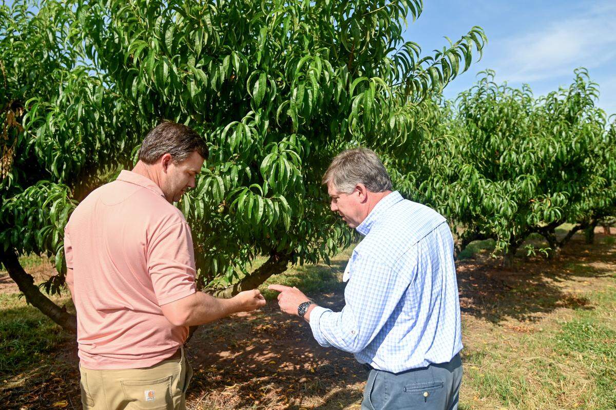 Lee Dickey, left and Robert Dickey look at a small damaged peach at an orchard in Musella.