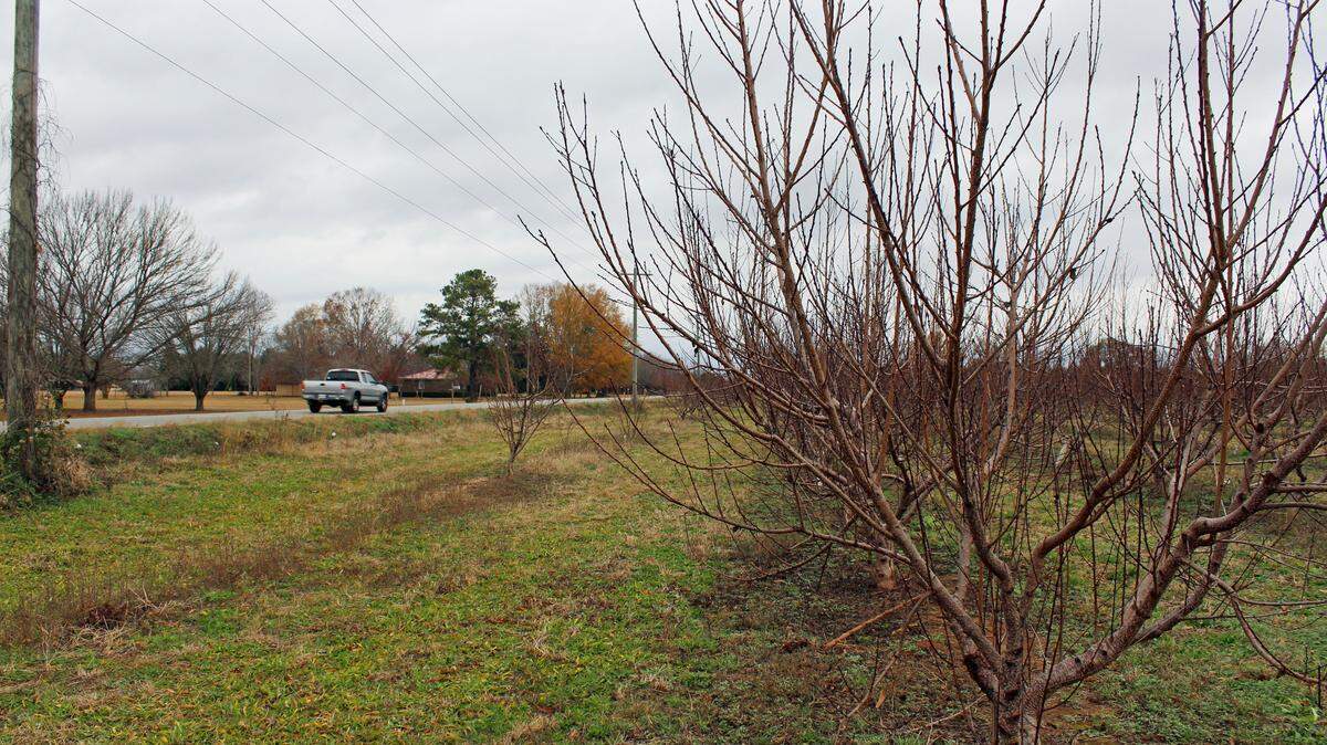 A truck moves along Housers Mill Road in Peach County on Wednesday next to a peach orchard owned by Harris Sledge. Cold temperatures so far this year have trees far ahead on chill hours compared to last year.