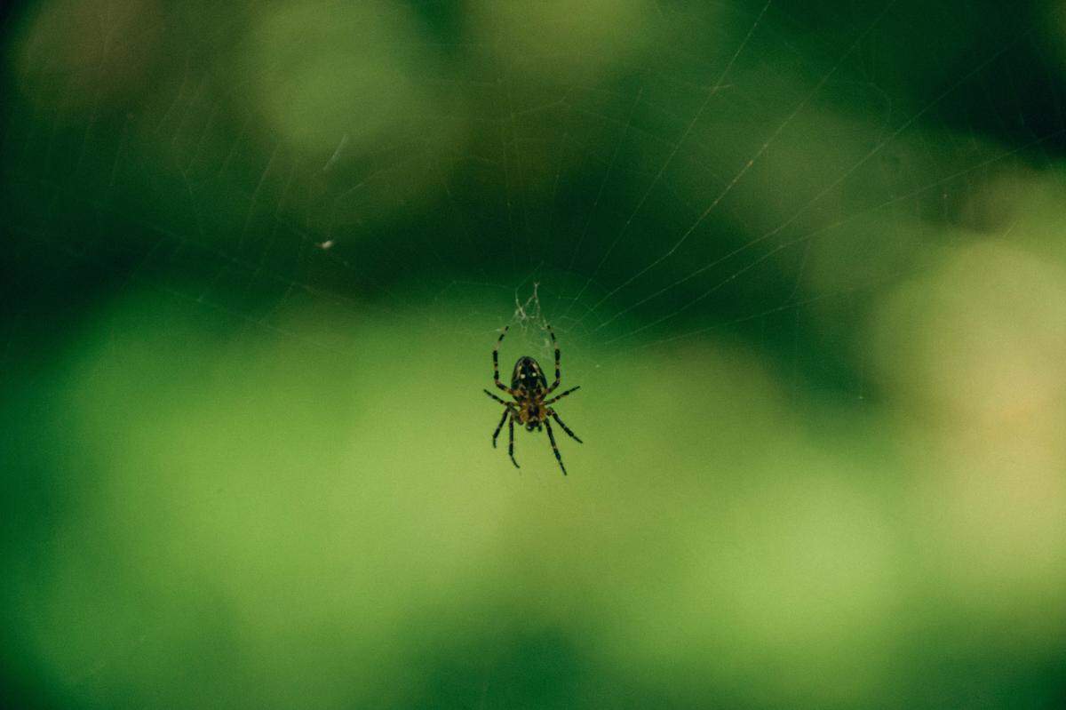 How can you tell if your spider bite is from a venomous spider?