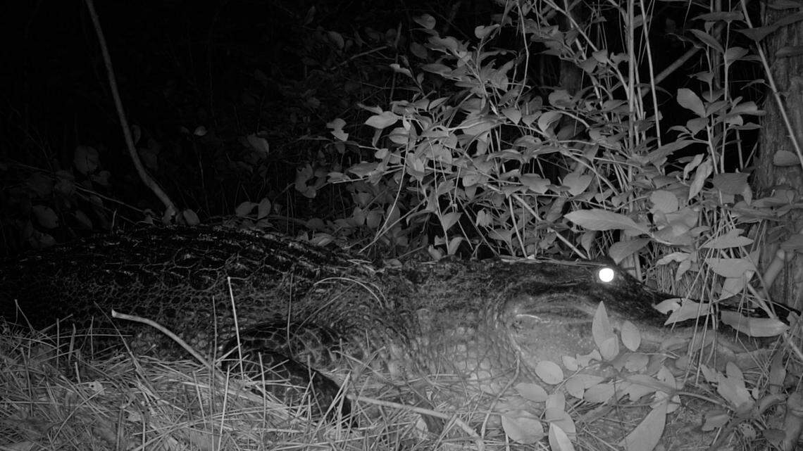 This alligator is engaged in a rarely witnessed ritual of building a nest in Georgia’s Okefenokee Swamp.