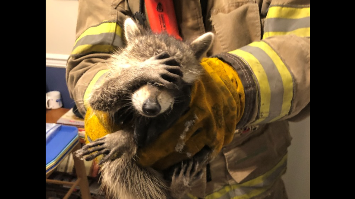 This Georgia raccoon has become a hot social media topic, after the Dalton Fire Department reported it had to be rescued.