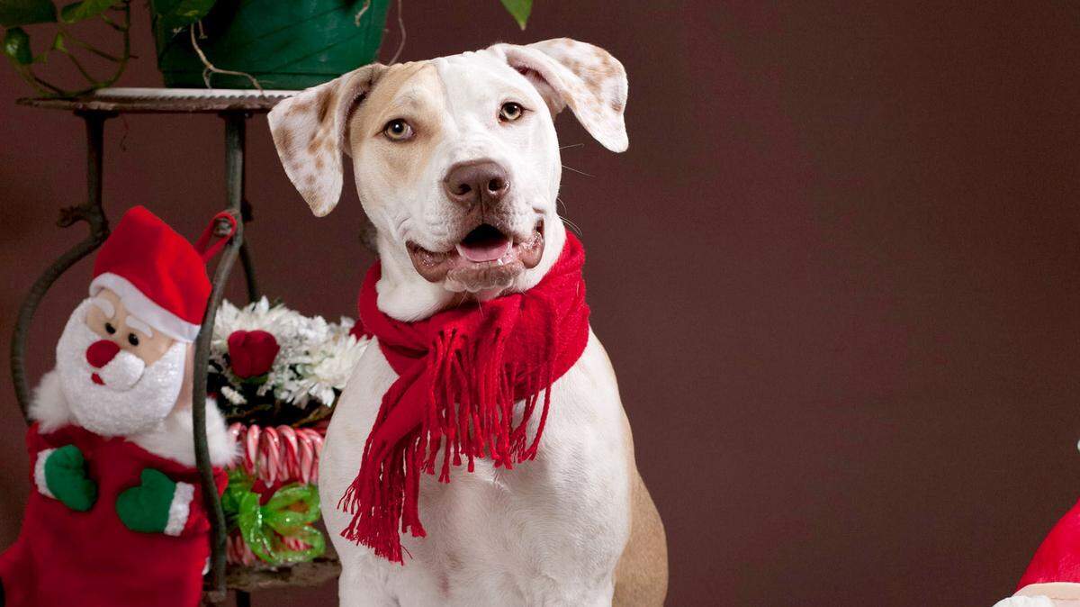 AC Pup wants us to take time during the busy holiday season to reflect on the many blessings we have in our lives.