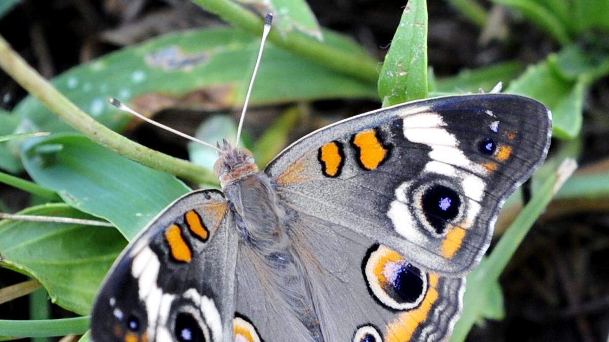 A common buckeye butterfly can often be found in Macon.