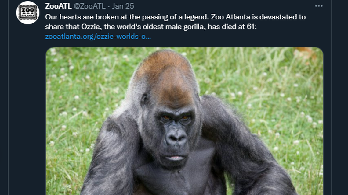 The world’s oldest male gorilla has died at Zoo Atlanta.