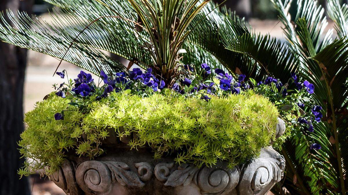 Lemon Ball sedum, violas and dracena create a stunning partnership.