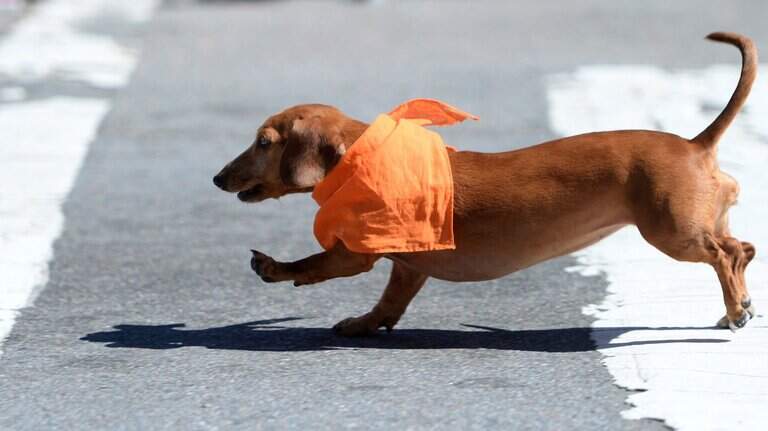 Sea lions & dogs & pigs, oh my: Live animal performances in Macon for Cherry Blossom Fest.