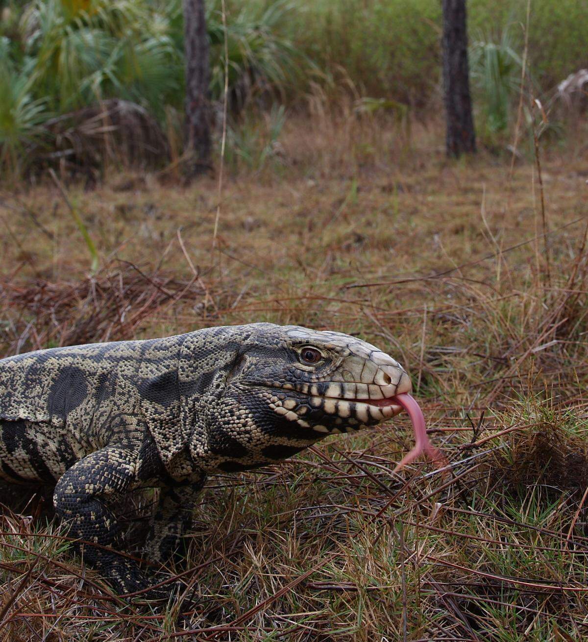 Georgia DNR has updated the wild animal list and it includes this reptile: the Argentine black and white tegus.