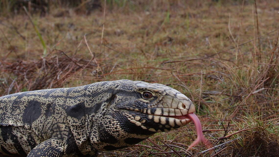 See a dog-sized lizard in South Carolina? Here’s what to do | The State