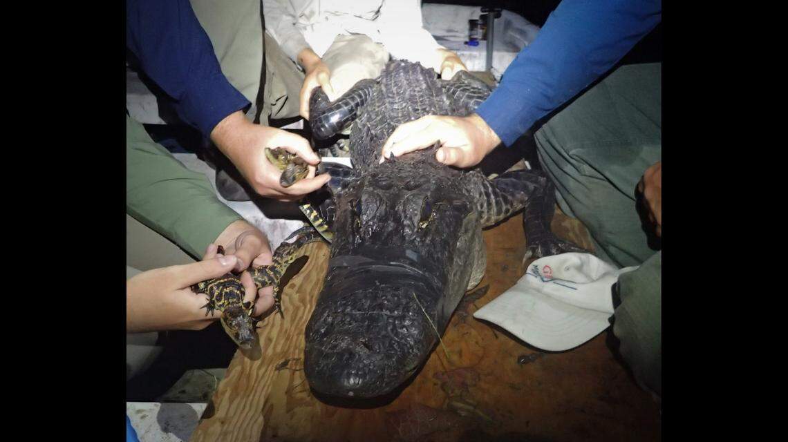 Coastal Ecology Lab photo