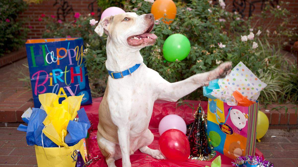 ROBIN GATTI NEWBERN/SPECIAL TO THE TELEGRAPHAC Pup will be having a birthday party Feb. 27 at Georgia Industrial Children's Home.