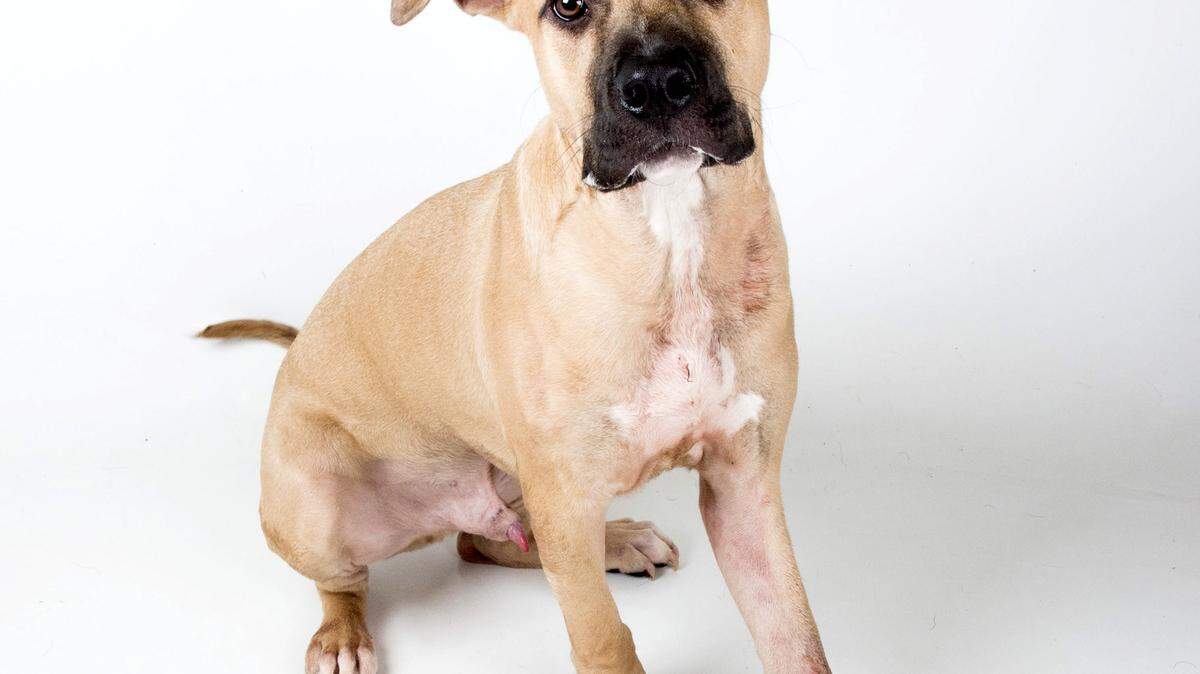 KAITLYN GARRETT AT LIFELINE ANIMAL PROJECTTigger’s injured leg had to be removed, but he is still a happy and playful dog.