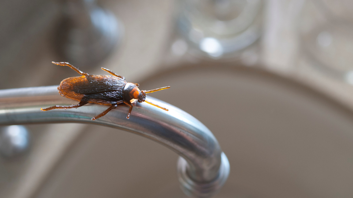 Why do cockroaches come inside? Here’s how to protect your home.