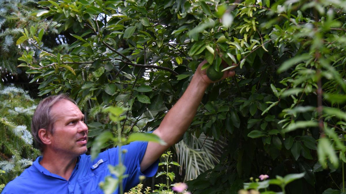 Massee Lane Gardens superintendent William Khoury points out produce on a tree in the Children’s Garden at Massee Lane Gardens on Wednesday, July 17, 2024, in Fort Valley, Georgia. Khoury is one of a team of three full time employees maintaining the 160 acres the gardens sit on.