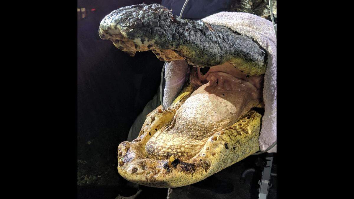 Alligators are supposed to have 75 and 80 teeth, but Georgia researchers have found some in Okefenokee Swamp are missing more of their teeth.