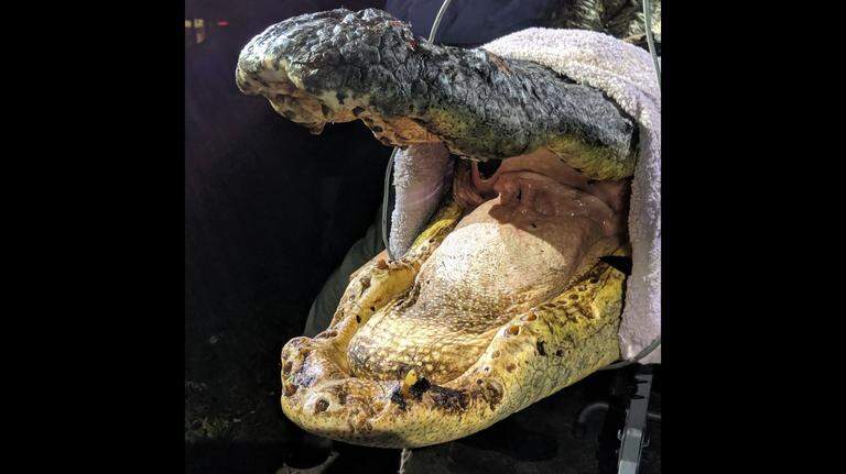 Gators are lurking in Georgia waters. But, how dangerous are they?