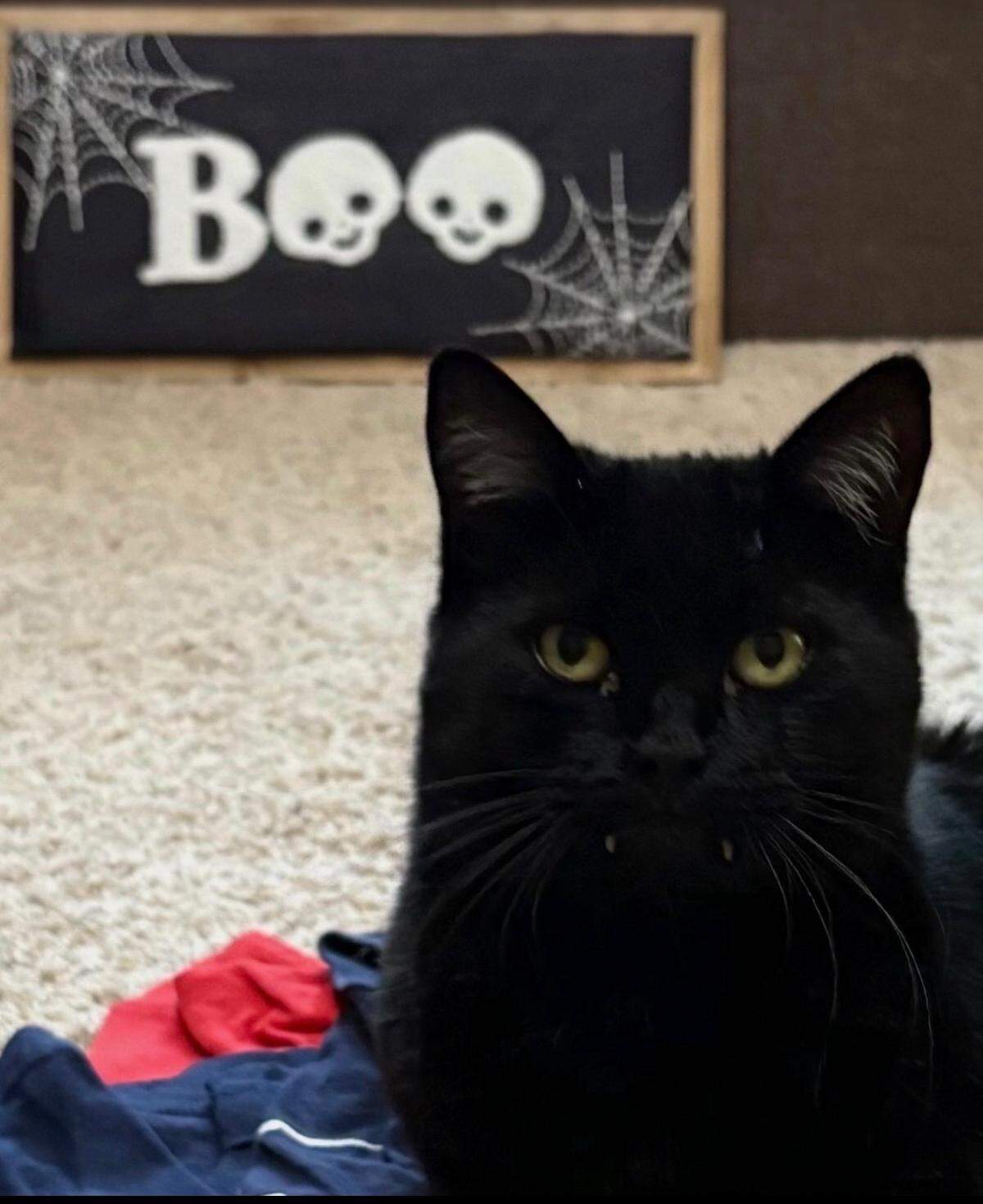 BuBu is the cutest cat in the Macon area 2025