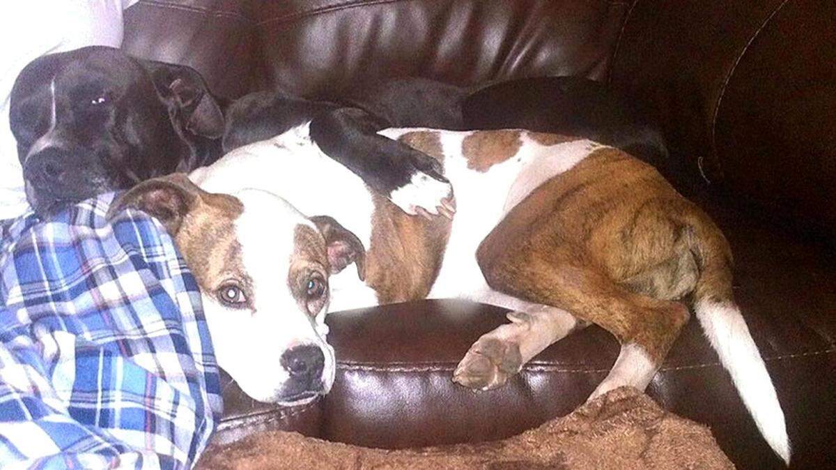JUSTIN BORDERS/SPECIAL TO THE TELEGRAPHImmy, a 7-year-old white and brown Staffordshire bull terrier, was reunited with her family thanks to the quick thinking of a stranger.