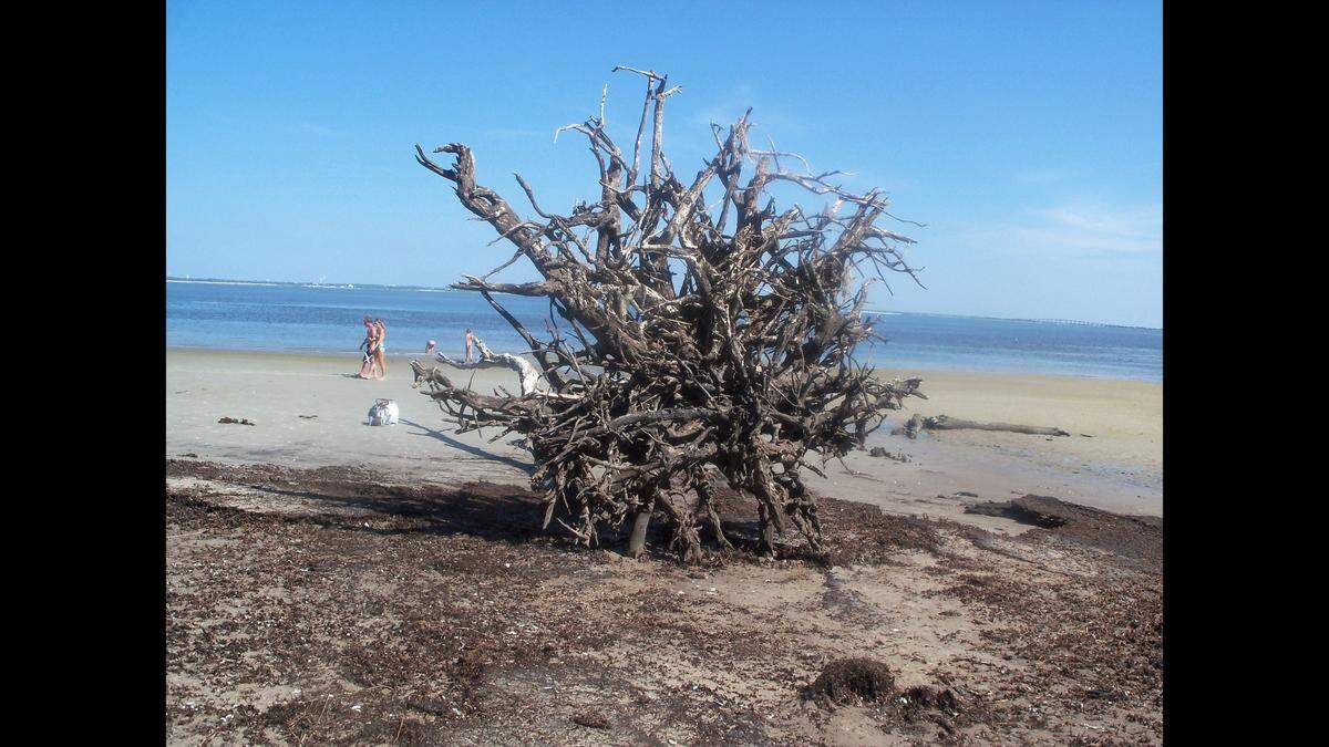 Driftwood Beach earned recognition for a second year in a row.