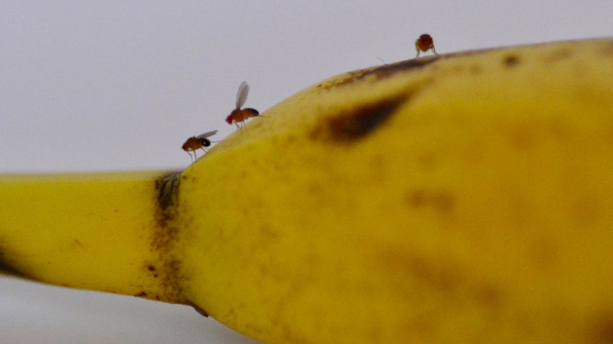Shoo, flies. Here’s how to get rid of these tiny pests and keep them out of your Georgia home.