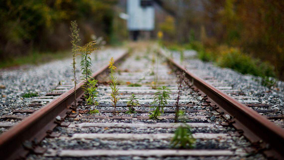 A New York woman was fatally hit by a train while trying to rescue her dog from the tracks.
