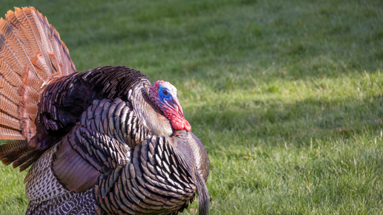 Select few Georgians can get a jump on turkey hunting season this weekend. Here’s what to know.
