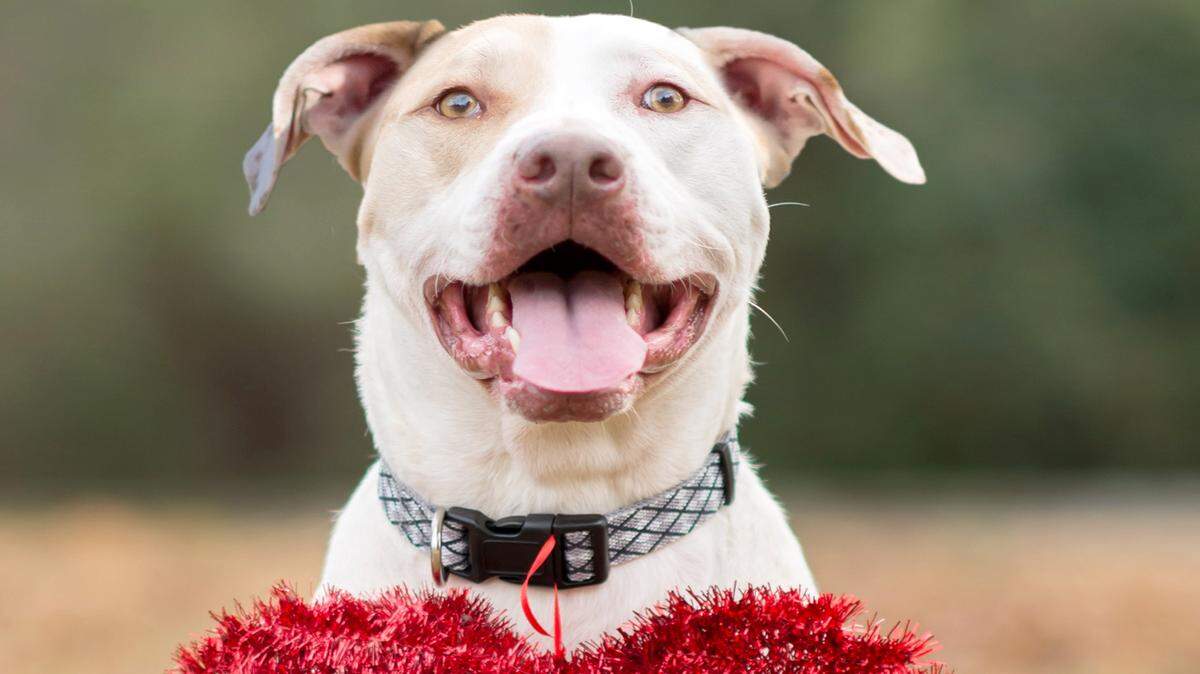 SHANNON ARCHIBALD/SPECIAL TO THE TELEGRAPHAC Pup wants to remind us that chocolate is a wonderful way for humans to express love, but it is not so wonderful for pets.