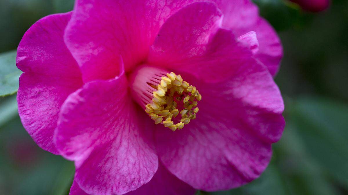 WOODY MARSHALL/THE TELEGRAPH 
 Master gardener Connie Baker's sasanqua camellias are blooming early in the warm weather.
