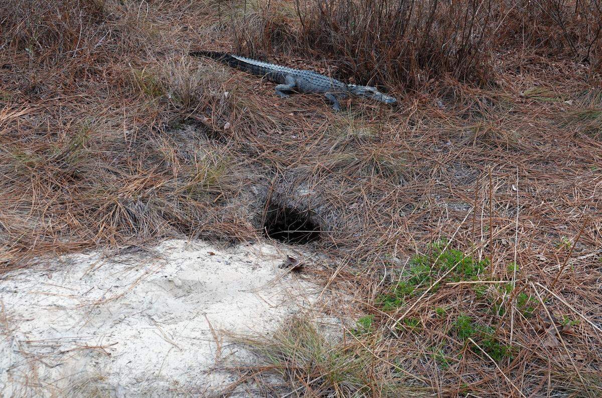 Gator in a gopher hole.