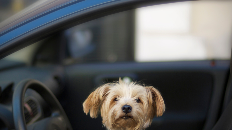 Is it illegal to drive with a dog in your lap? Here’s what Georgia law says