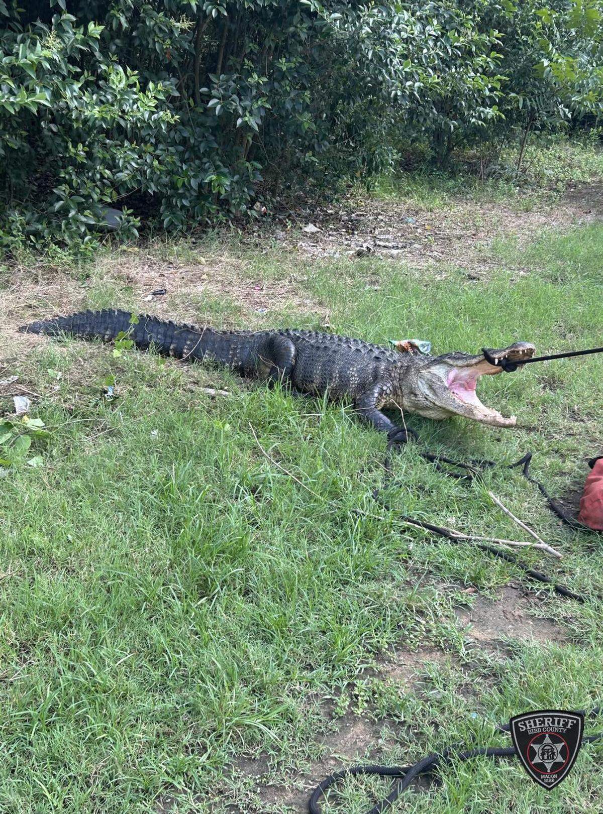 Bibb County Sherriffs Office Animal Services and the Macon-Bibb Fire Department work together to wrangle and relocate an over 11-foot gator from Houston Avenue near Charlotte Street.