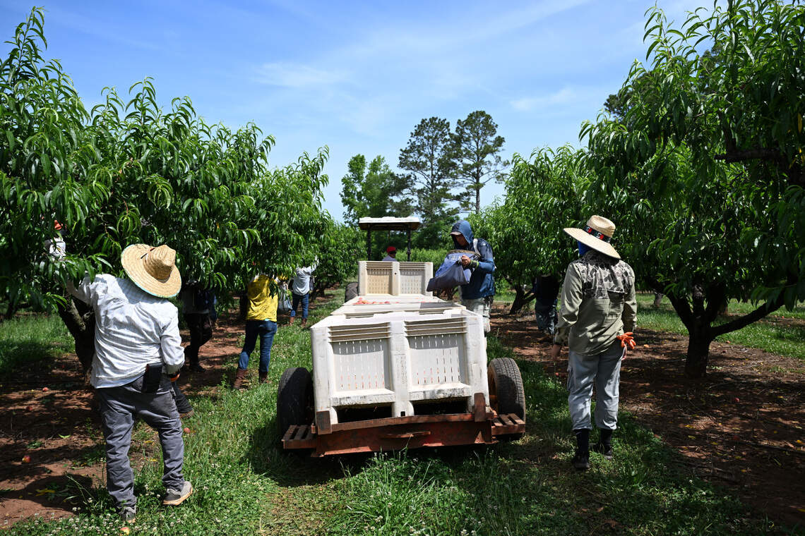 Middle GA farmers welcome peach season; How do they grow? | Macon Telegraph