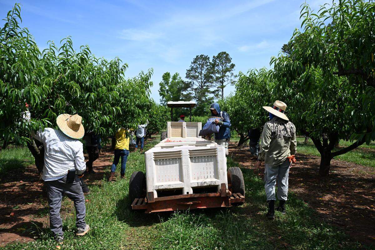 Fruit pickers at Dickey Farms gather ripe peaches into large bags to be dumped into plastic bins attached to a tractor trailer on Friday, May 9, 2025, in Musella, Georgia. Many fruit pickers at Dickey Farms return annually on work visas to pick peaches throughout the season, often working from daylight to mid-afternoon.