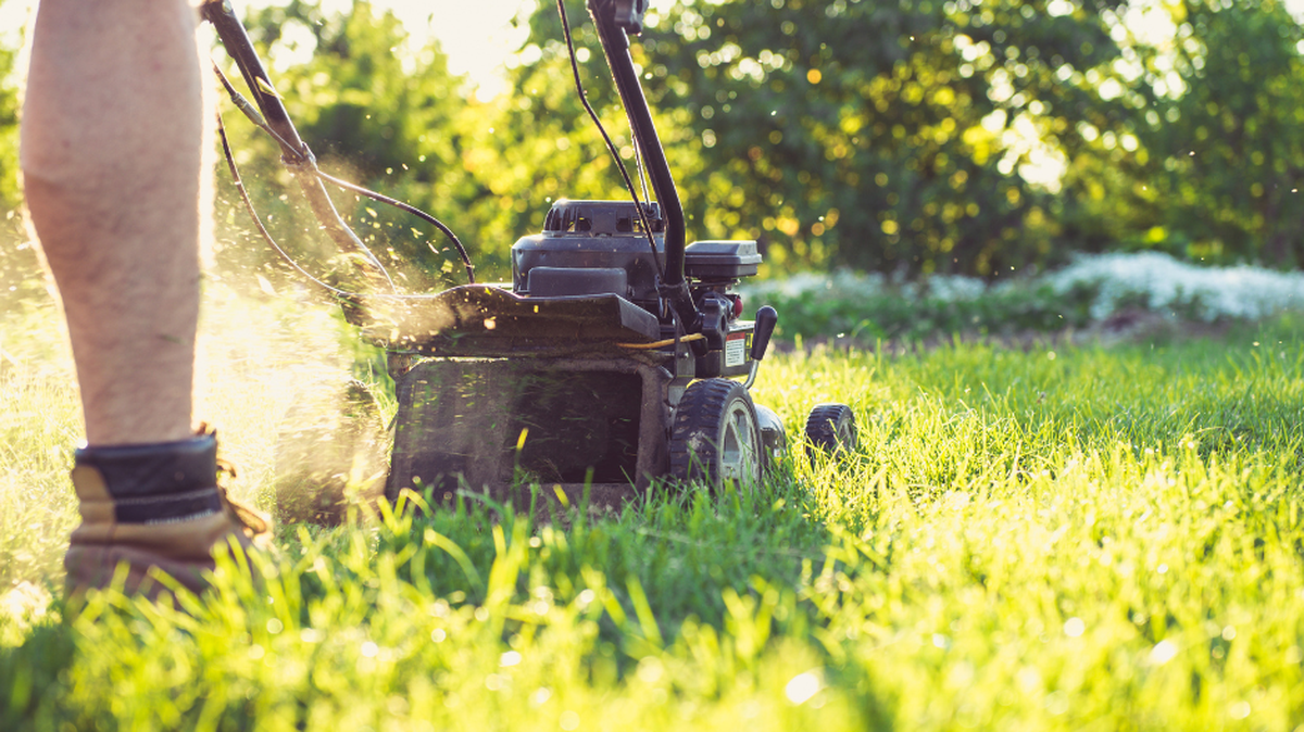 When is the best time of day to mow your lawn?