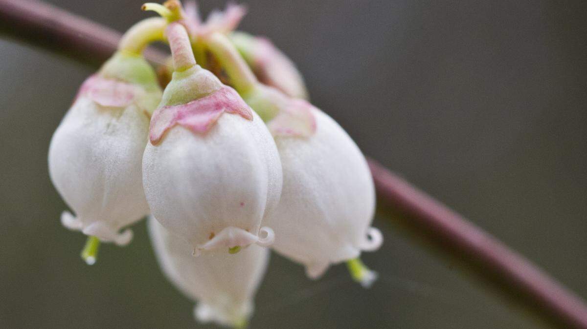 Master gardener Connie Baker's blueberries are blooming early in the warm weather Dec. 29.