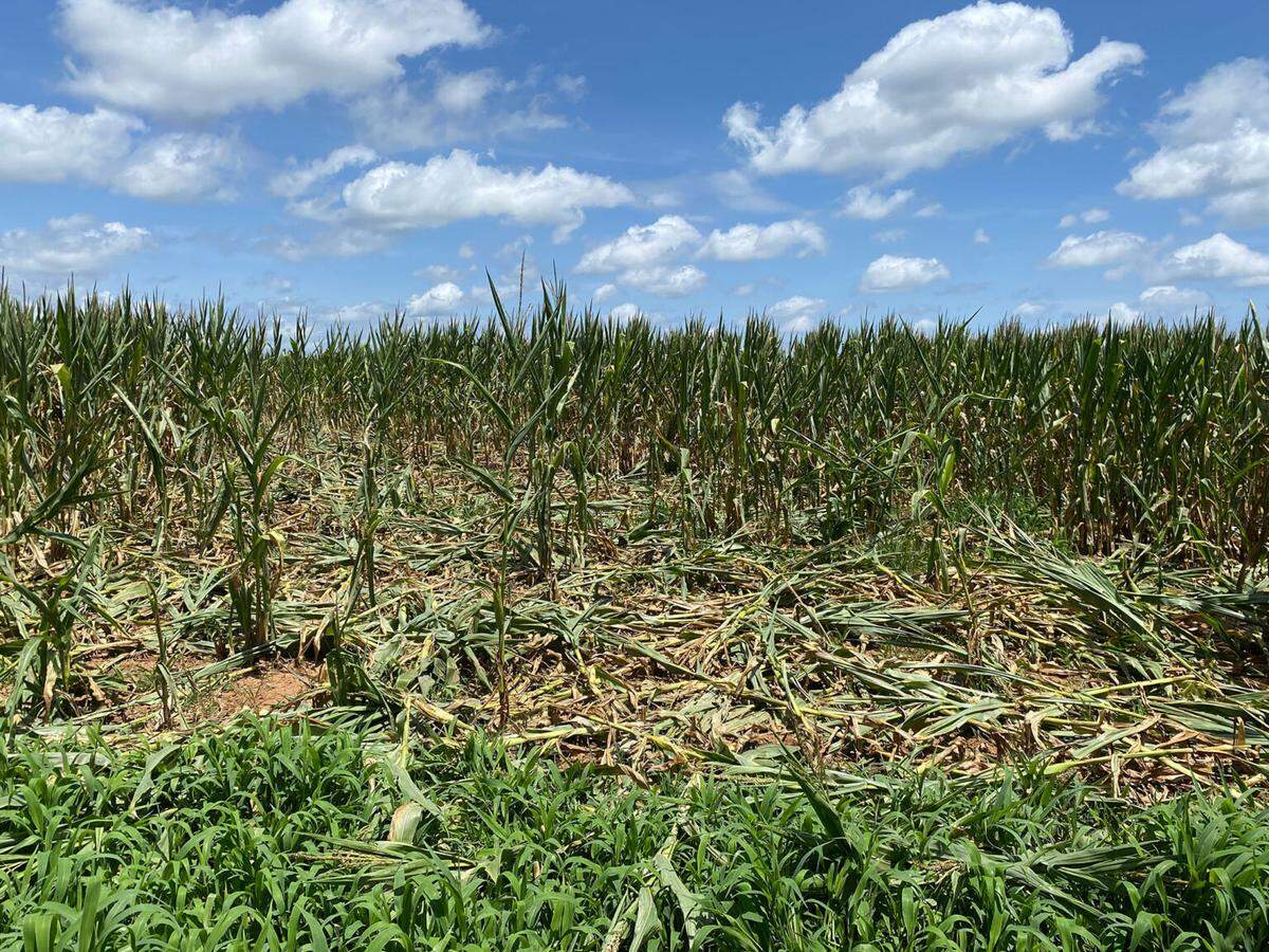 Crop damage from wild hogs in Georgia.