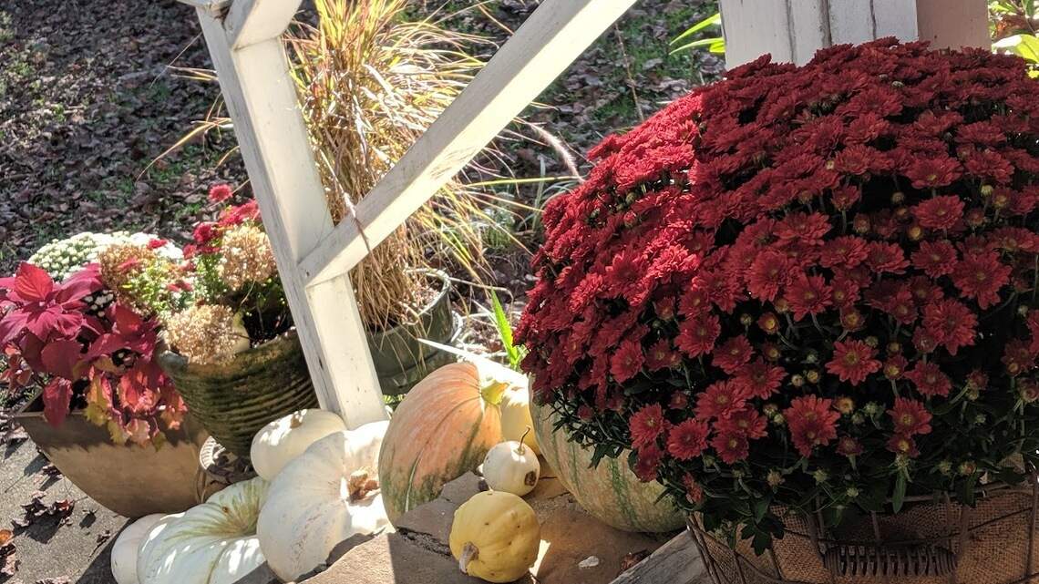 Chrysanthemums and the colors of fall in Georgia