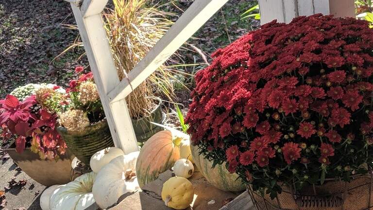 Chrysanthemums and the colors of fall in Georgia
