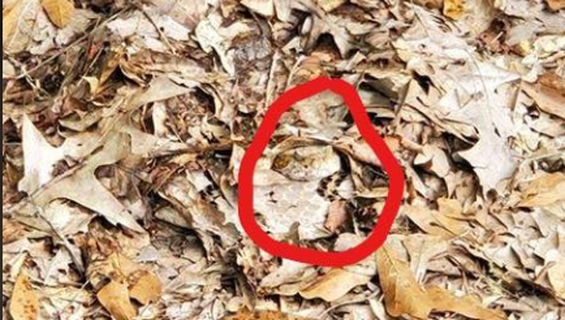 The Alabama Wildlife and Freshwater Fisheries Division drew a circle around the snake to help people find it.