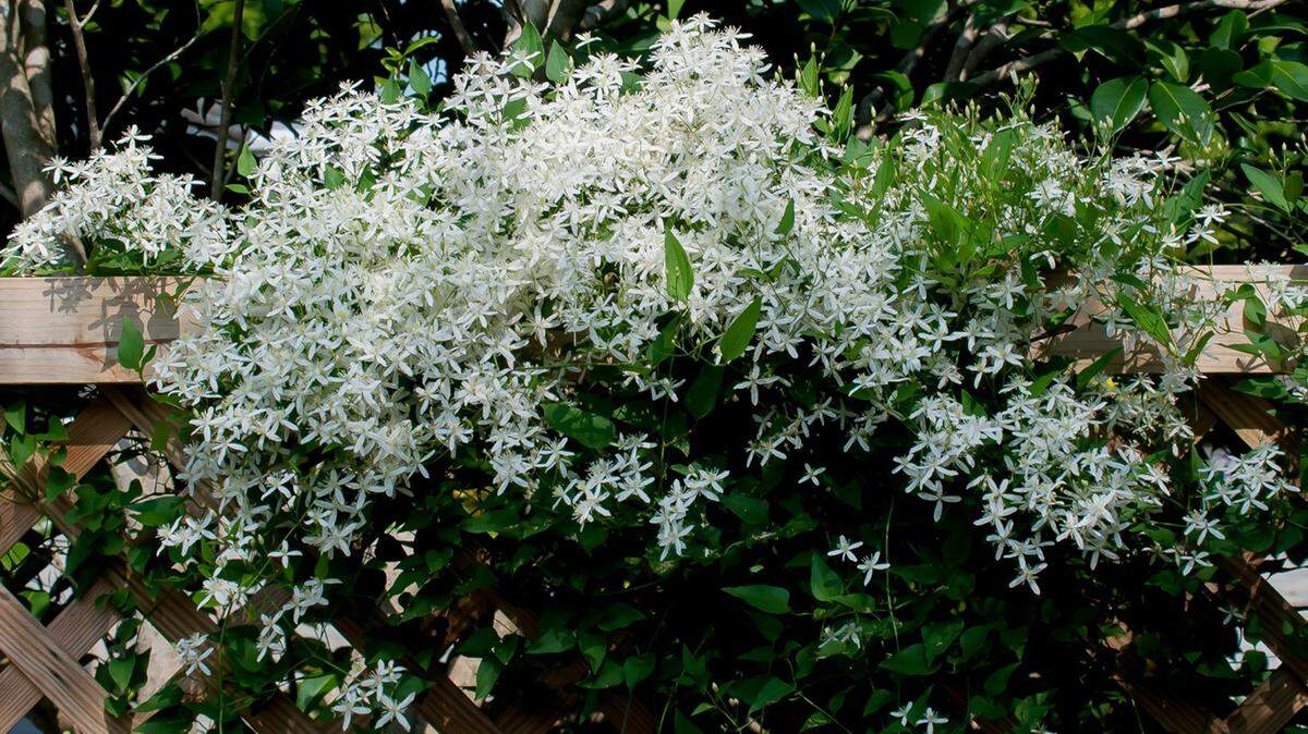 TRIBUNE NEWS SERVICEThe sweet autumn clematis offers pristine white fragrant blossoms and is a great choice for a fence or trellis in a cottage garden setting.