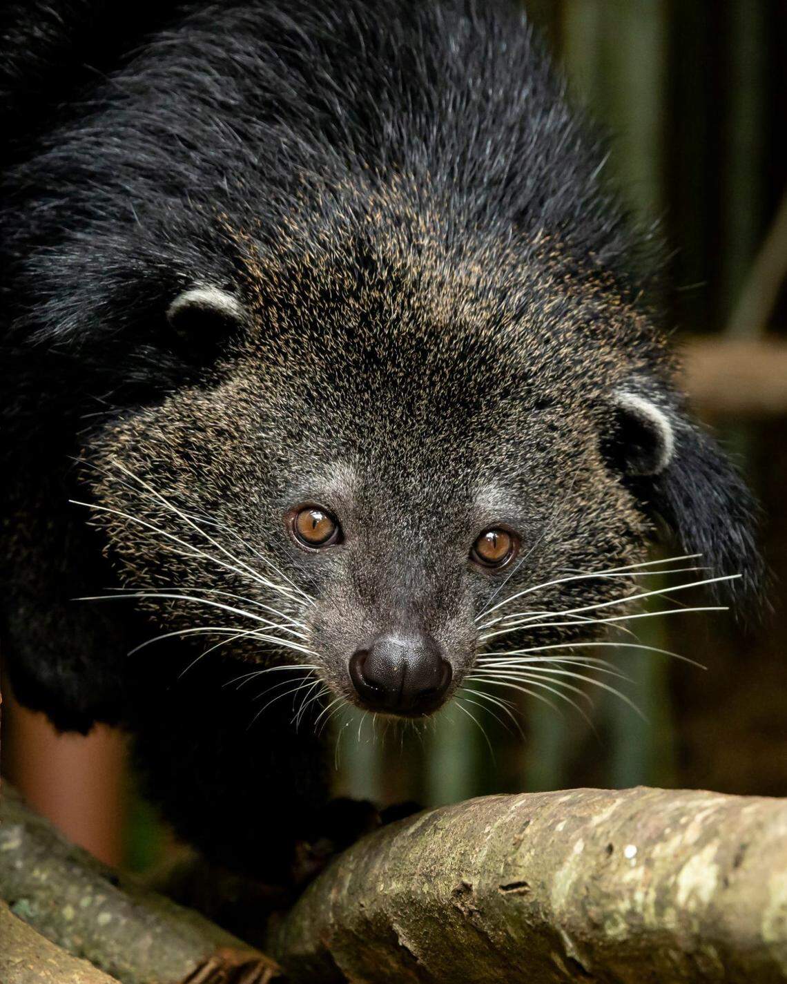 Zoo Atlanta recently welcomed a female binturong, an animal that looks like a mix between a bear and a cat and smells like buttered popcorn